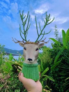 Patch Briar 扦插苗 麋鹿角珊瑚树Euphorbia 稀有品种