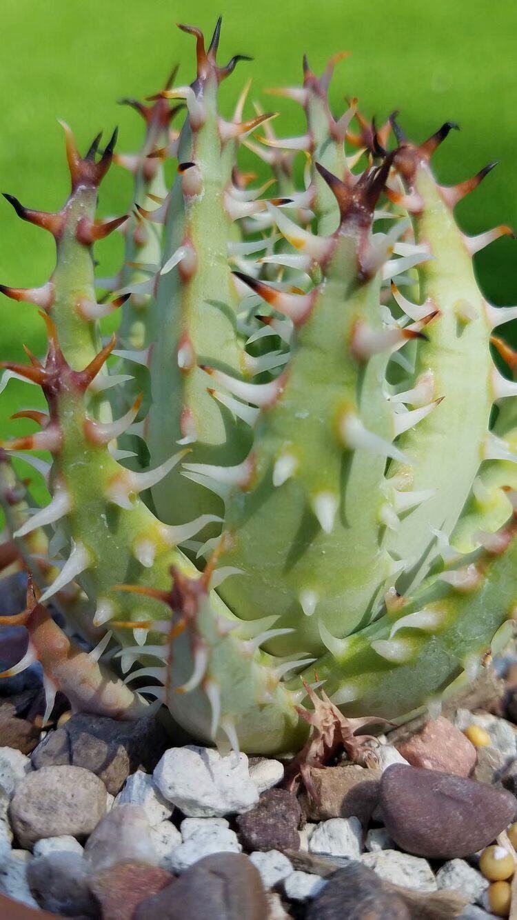原生种芦荟 唐力士芦荟aloe melanacantha实生苗