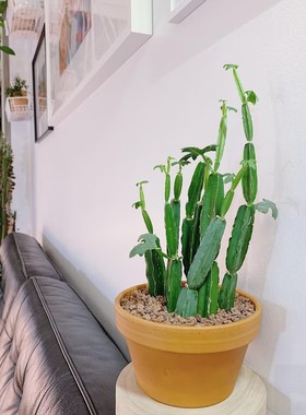 室内阳台易养耐干旱 小众爬藤盆栽 方茎葡萄 四方白粉藤 三株苗