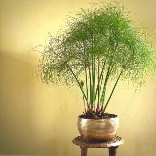稀有水陆花境植物 侏儒莎草 迷你纸莎草Paper plant成株盆栽