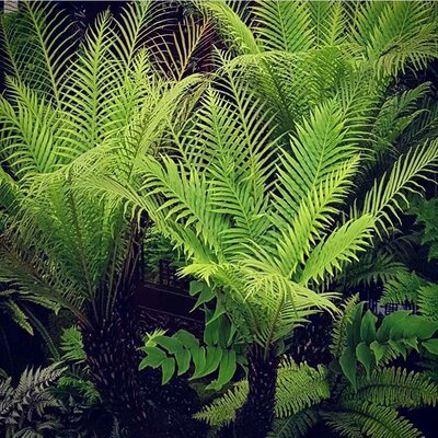 庭院观赏蕨女士大盆