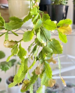 室内耐阴易养护观叶盆栽附生丝苇 羽叶昙花 乳叶昙花 整盆