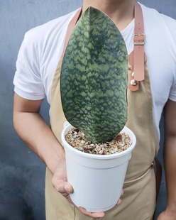 网红硬叶种虎皮兰 原种宝镜 鲸鱼鳍sansevieriamasoniana群生株