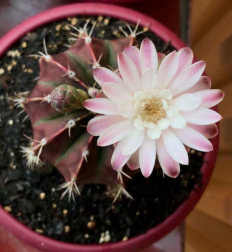 阳台多肉系列 裸萼球属瑞云绯牡丹gymnocalycium实生球