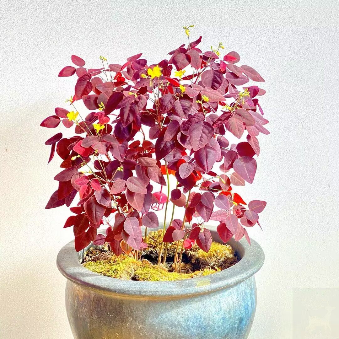 稀有进口木本小灌木草小红枫酢浆草oxalis hedysaroidesrvbra盆苗