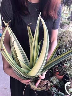 小苗 Lvariegata 库拉索芦荟极上斑锦Aloe vera