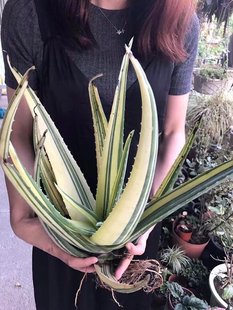 库拉索芦荟极上斑锦Aloe 小苗 Lvariegata vera