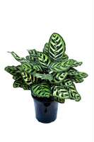 Calathea makoyana medium-sized potted plant thumbnail 4
