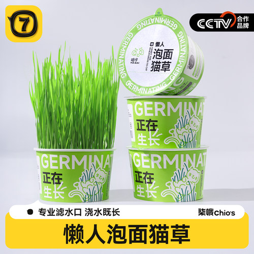 自种懒人泡面猫草猫咪化毛