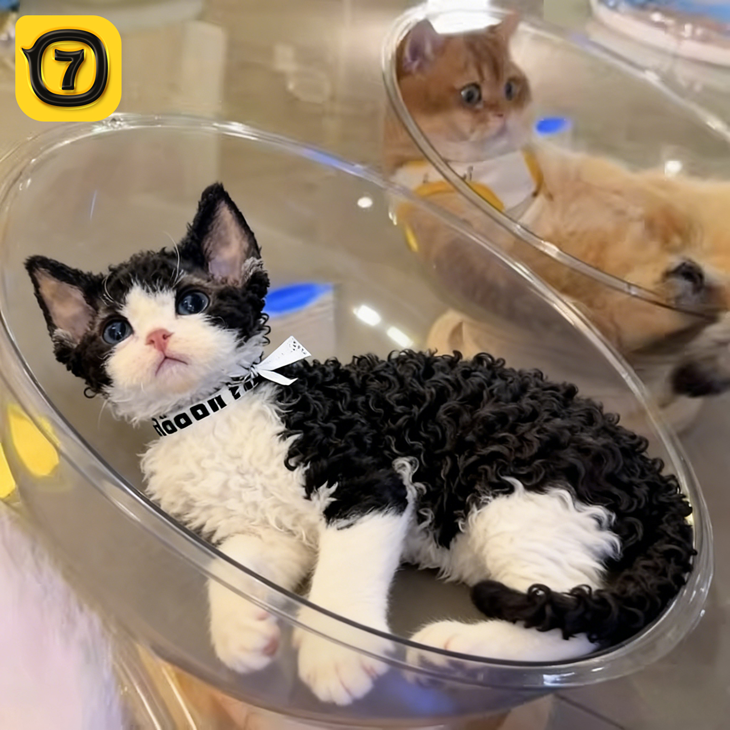 太空舱猫窝四季通用冬季保暖