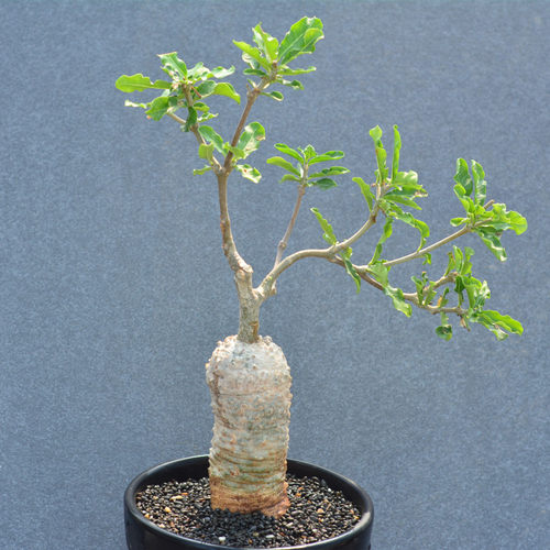 萝藦科植物素材模板 萝藦科植物图片下载 小麦优选 萝藦科植物素材模板 萝藦科植物图片下载 小麦优选