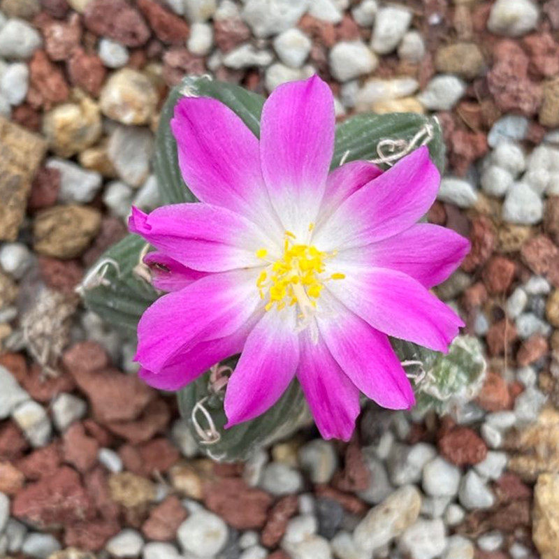 尚野园艺 实生五星红龙花龙养定有根 一物一拍 多肉植物仙人球