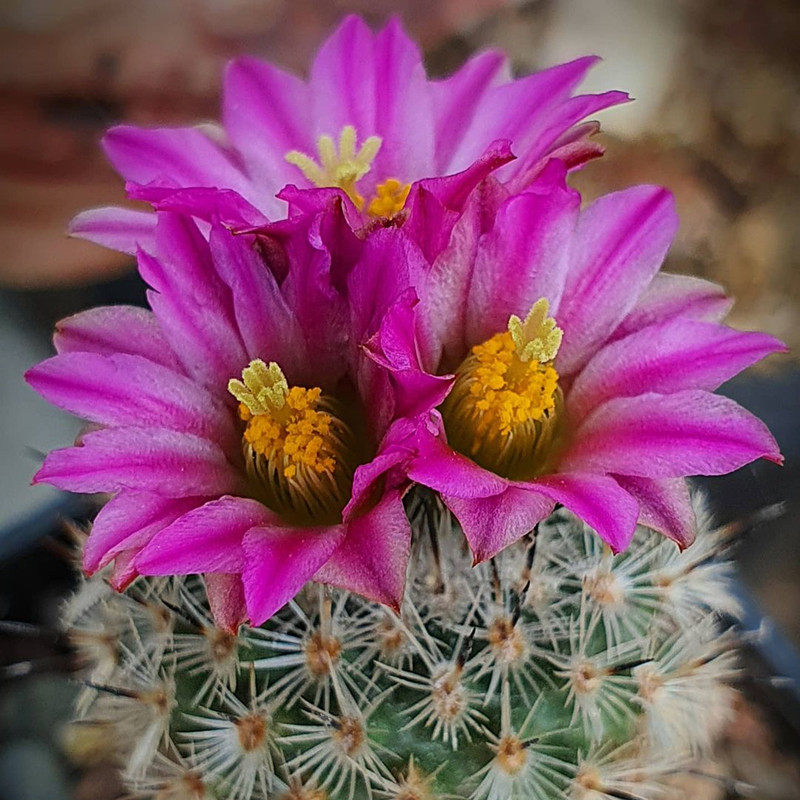 尚野园艺赤花美针玉一物一拍布氏娇丽turbinicarpus Booleanus
