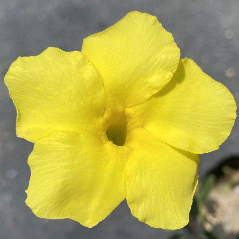 尚野园艺实生巴西女王一物一拍夹竹桃科棒槌树属精品快根多肉