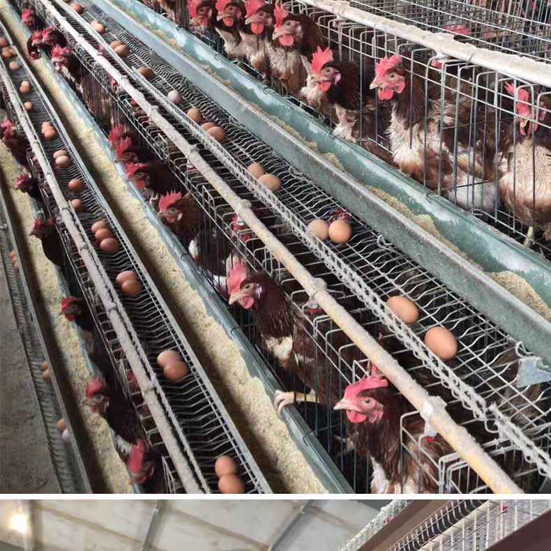 蛋鸡笼子笼家用特大鸡笼养殖笼鸡场专用笼鹅笼加粗自动滚动鸡蛋笼
