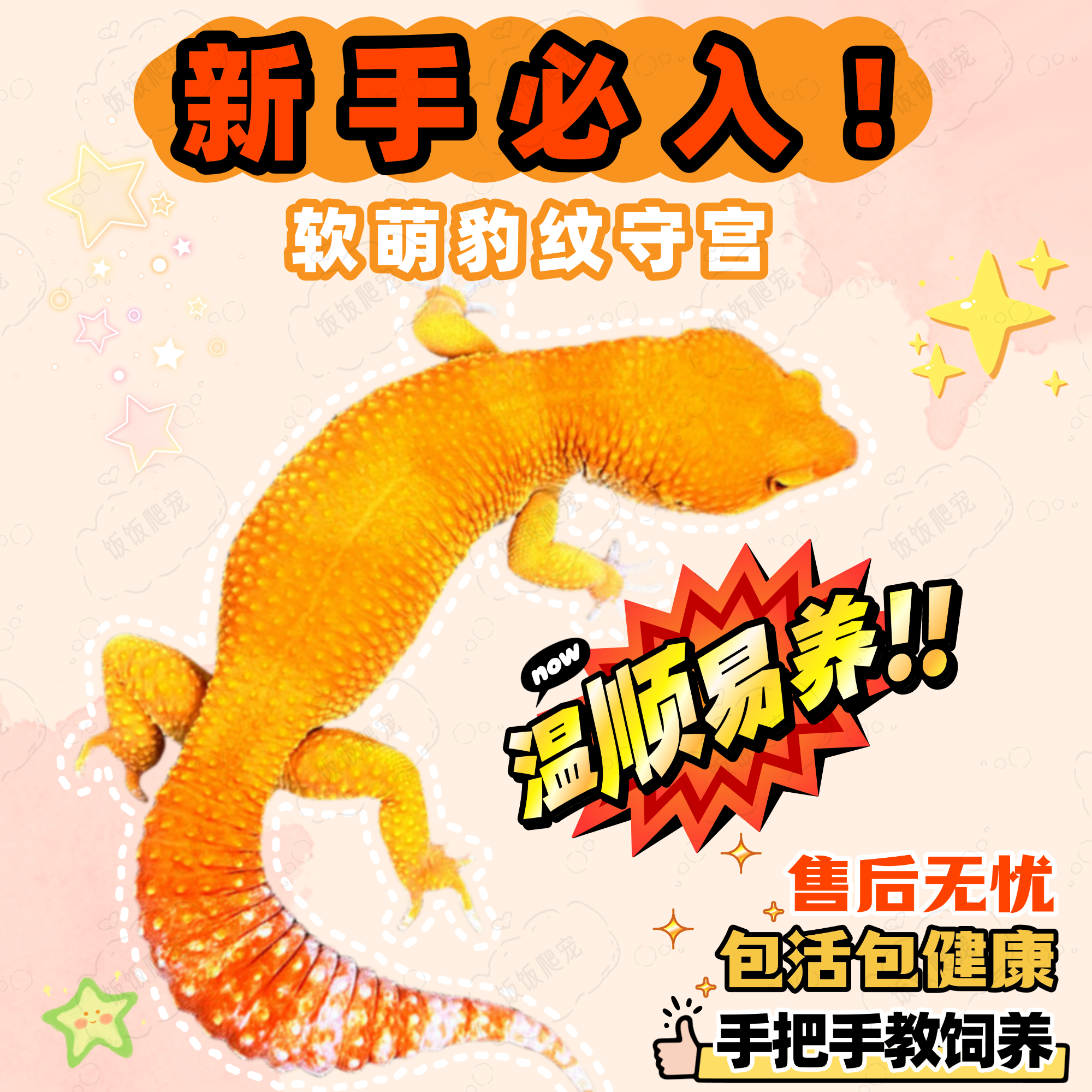 豹纹守宫蜜橘暴龙鬃狮银河蜥蜴宠物幼体入门级爬宠活宠懒人宠物