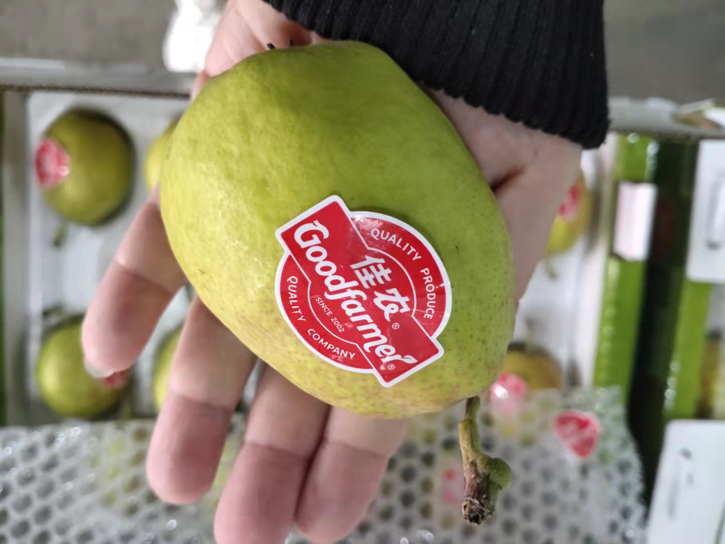 沈阳发货佳农新疆库尔勒香梨新鲜应季水果礼盒纯甜4斤辽宁包邮