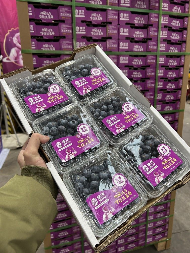 沈阳佳沃蓝莓限量鲜果紫标纯甜新鲜宝宝水果一件12盒辽宁省包邮