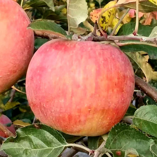 正宗河南三门峡西张村阳光丑苹果孕妇水果酥脆香甜多汁高山苹果