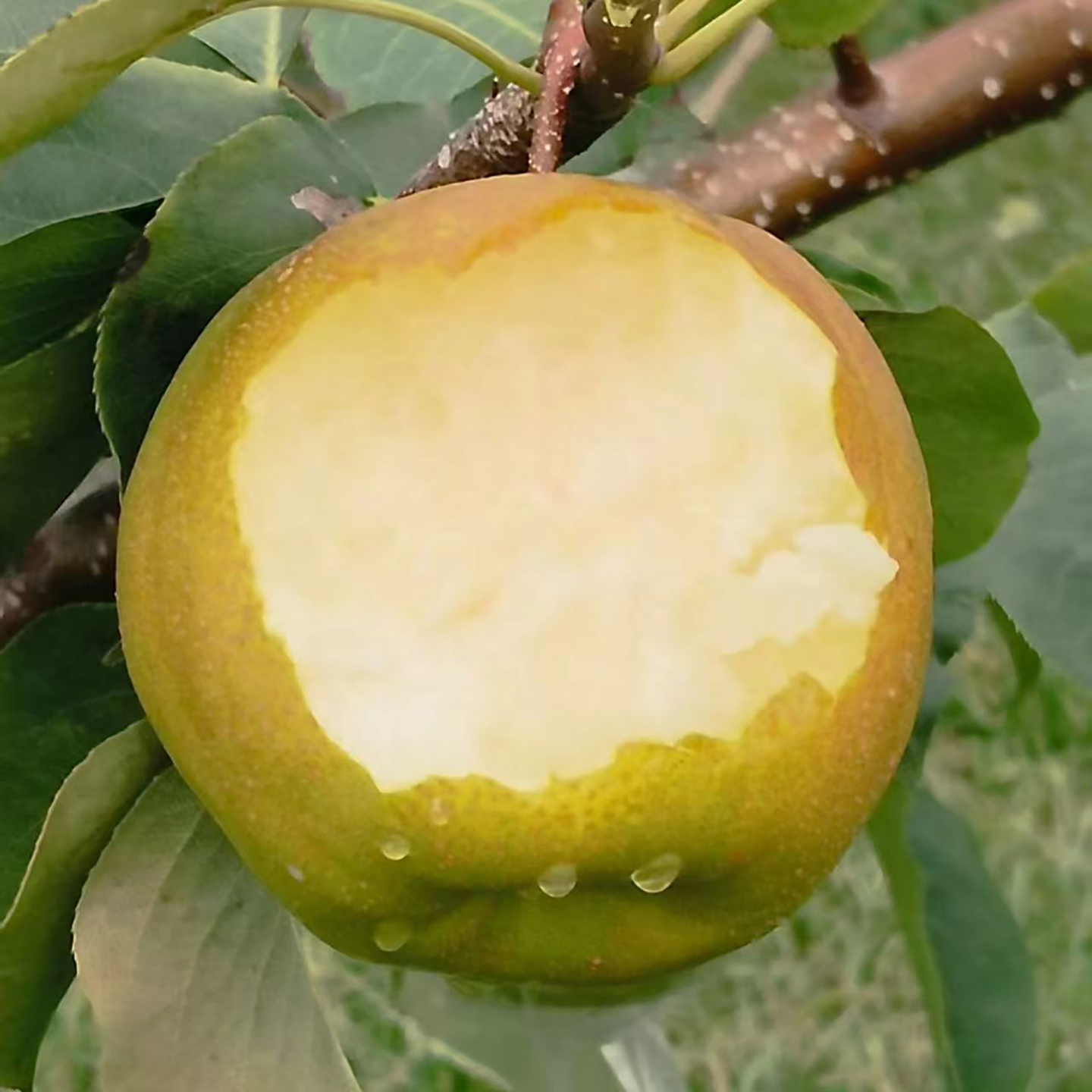 正宗三门峡西张村玉露香梨包邮