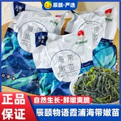现货辰颐物语霞浦海带苗3斤嫩苗芽盐渍水产小海带苗无添加裙带菜