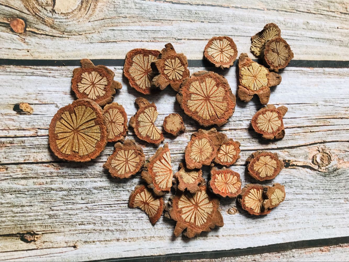 木片血藤拍摄影咖啡馆饰品花道具