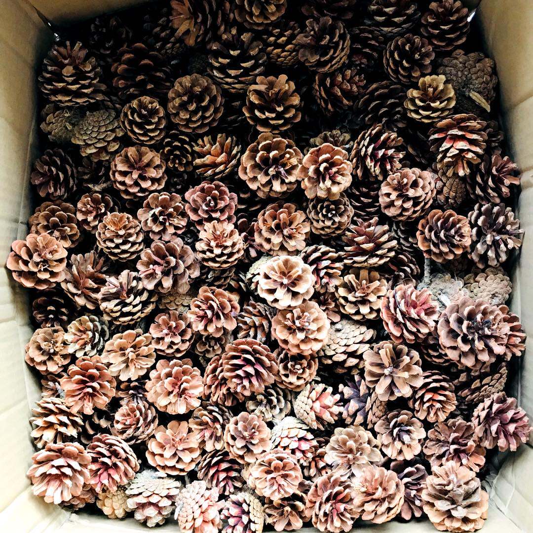 包邮100个松果装饰手工制作松果松球圣诞松果干花拍摄道具diy材料