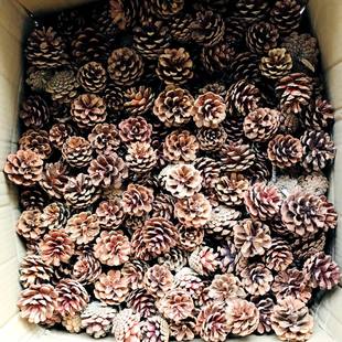 包邮100个松果装饰手工制作松果松球圣诞松果干花拍摄道具diy材料