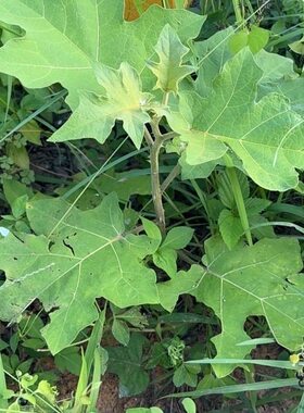托鲁巴姆野茄子水茄子嫁接茄子辣椒用砧绿植盆栽带土现挖发货
