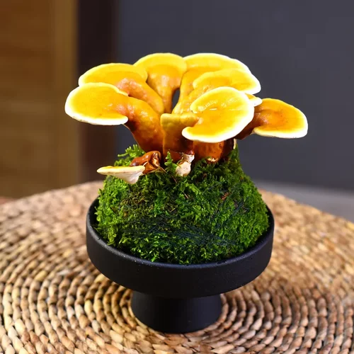 艺术元宝灵芝盆景新中式室内好养盆栽桌面摆件浪漫七夕礼