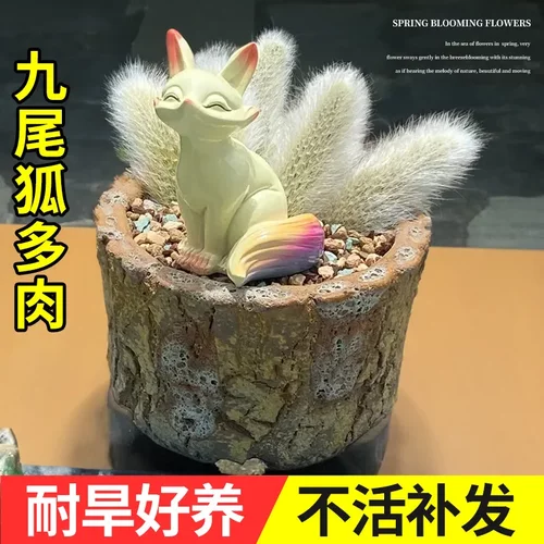 九尾狐多肉植物长毛白吊兰仙人球仙人掌科摆件开花高端大老桩精品