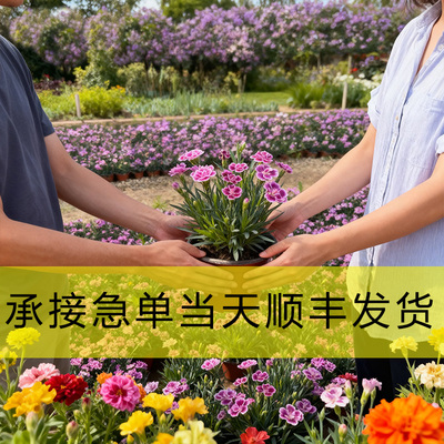 产地直销欧石竹初吻花苗盆栽庭院小区绿化耐寒耐旱四季常绿草坪多