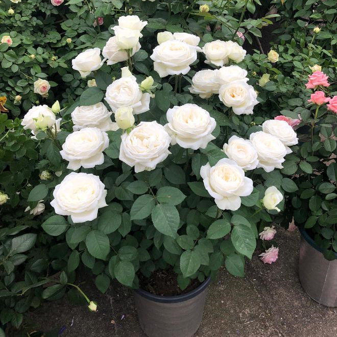 伊芙婚礼之路纯白色玫瑰盆栽四季开大花浓香月季花苗阳台观花植物