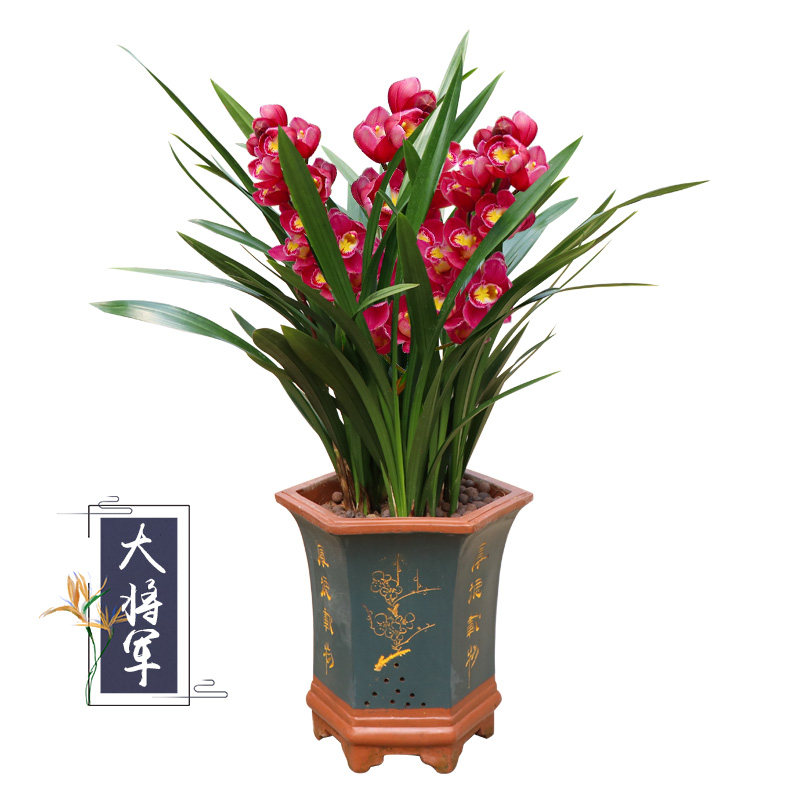 四季兰花盆栽 红将军花卉绿植室内花盆栽 好养植物名贵兰花苗耐寒