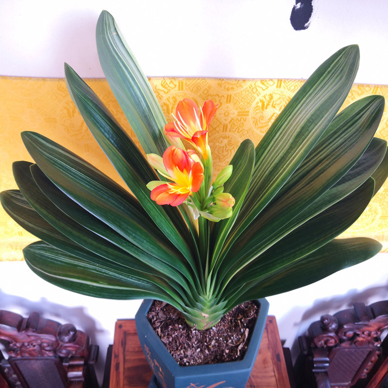 君子兰盆栽花卉植物室内花苗绿植圆头和尚四季好养的花高档精品