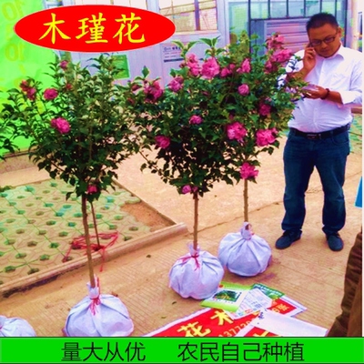 木槿花苗重瓣南方北方种植盆栽地栽四季常青庭院风景花木树苗包邮