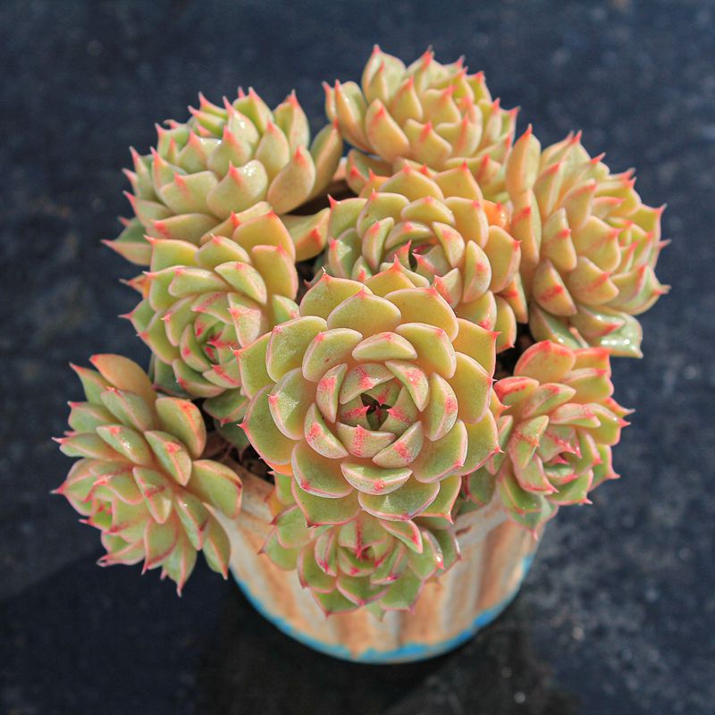 【苯巴蒂斯】多肉植物一物一拍多头群生老桩好养状态满25包邮