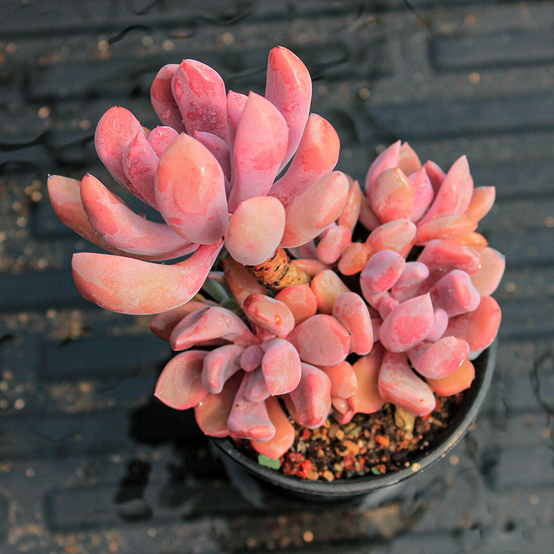 多肉植物丘比特韩货精品贵货粉红可爱小萌物组合盆栽室内阳台窗台