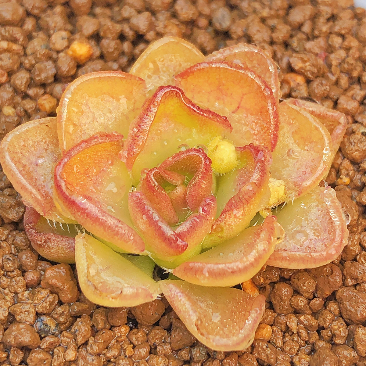 【近腾捕虫堇】多肉植物一物一拍新奇特盆栽食虫植物可爱满25包邮