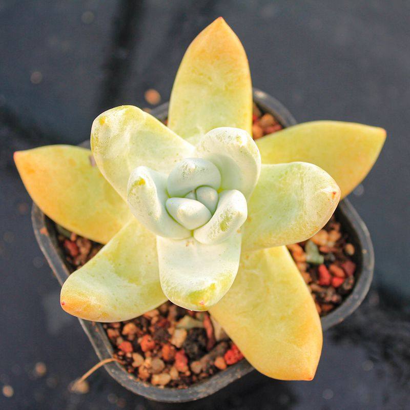 多肉植物拇指仙女杯帕奇飞图精品老桩多头群生一物一拍阳台盆栽