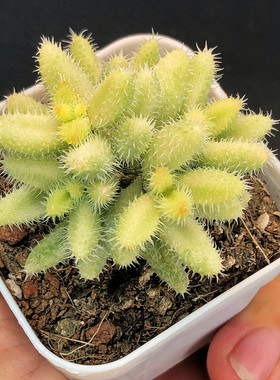 【雷童锦】小苍耳多肉植物一物一拍花卉盆栽可爱萌不扎手满25包邮