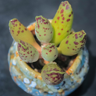 多肉植物花卉丸叶白肌紫肌海豹水泡玛丽安新手绿植盆栽室内办公室