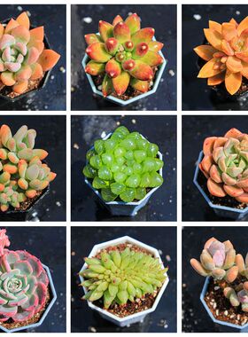 多肉植物花精品群生多头红色桌面萌肉小绿植盆栽花卉植物室内大棚