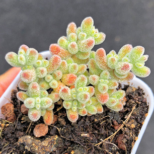 【冰晶枝干番杏】多肉植物一物一拍亮晶晶盆栽可爱礼物满25包邮