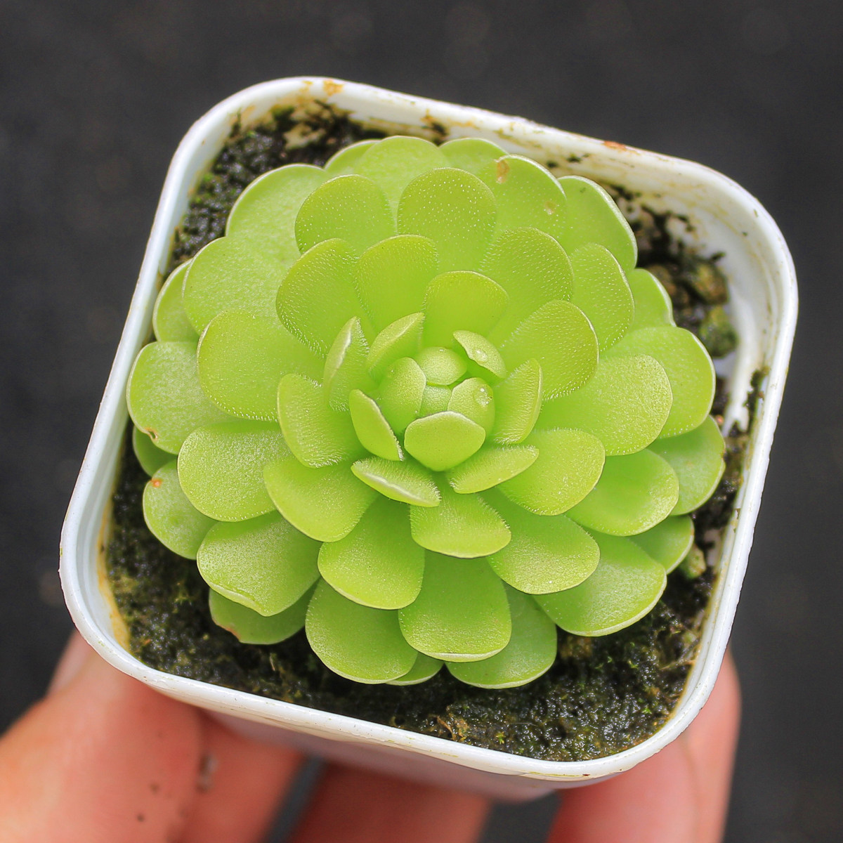 【爱丽丝捕虫堇】多肉植物一物一拍新奇特食虫植物可爱满25包邮