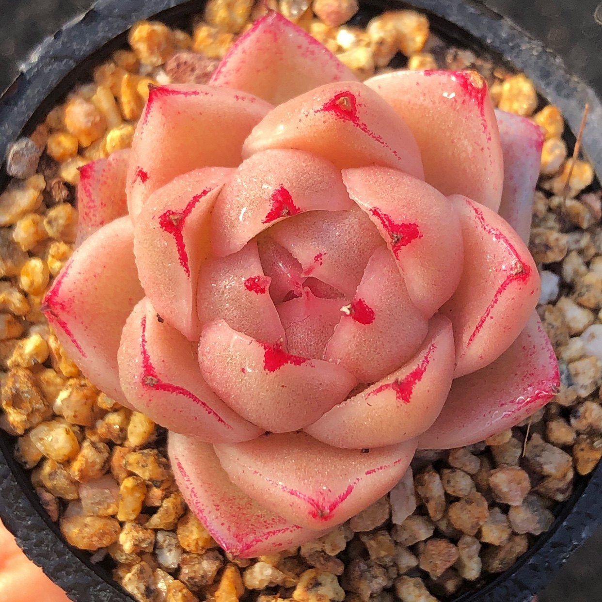 多肉植物凤凰火新品杂交麦秆一物一拍多头群生带盆土发货满25包邮