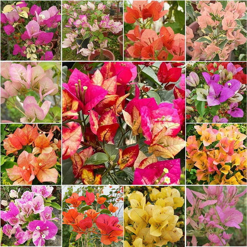 三角梅30多个新奇品种原生袋苗