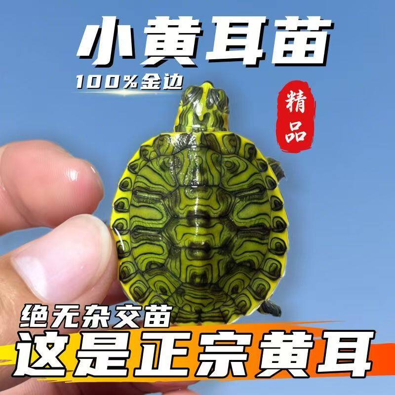 超小黄耳龟鱼缸混养清洁水质吃鱼粪深水金边吃粪小黄耳稀有
