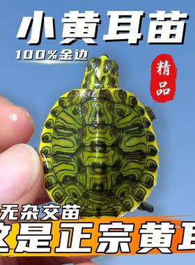 超小黄耳龟鱼缸混养清洁水质吃鱼粪深水金边吃粪小黄耳稀有