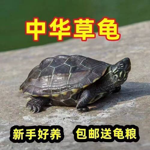 中华草龟活体小乌龟黑腹全墨顶墨苗宠物外塘深水龟冷水观赏大龟苗